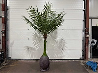 Palmboom - afbeelding 1 van  9