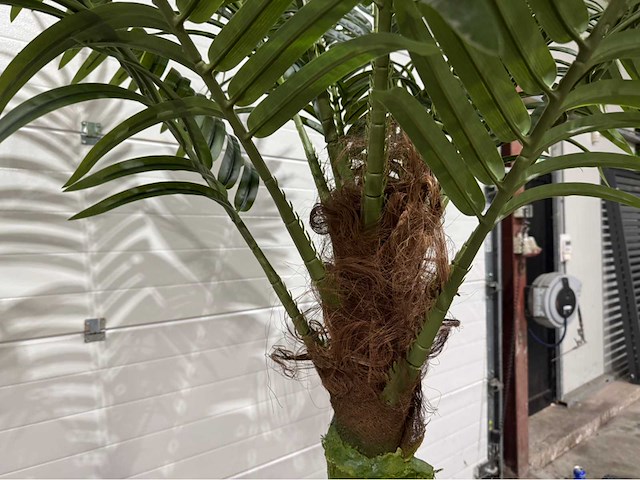 Palmboom - afbeelding 5 van  9