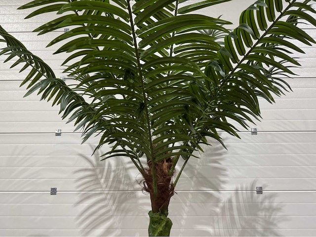 Palmboom - afbeelding 3 van  6