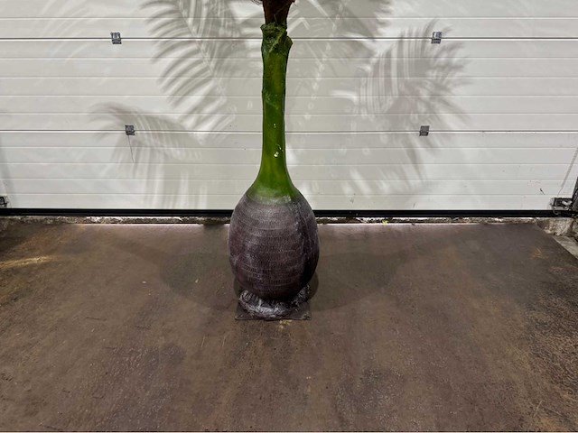 Palmboom - afbeelding 7 van  8