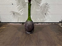 Palmboom - afbeelding 7 van  8