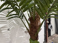 Palmboom - afbeelding 5 van  9
