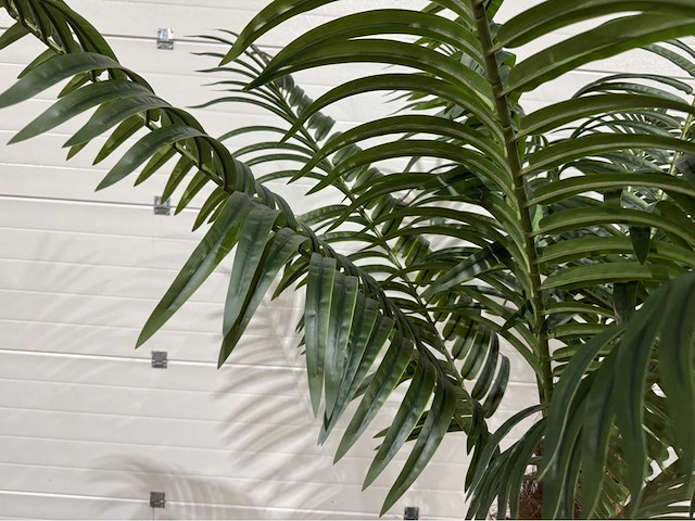 Palmboom - afbeelding 6 van  9