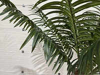 Palmboom - afbeelding 6 van  9