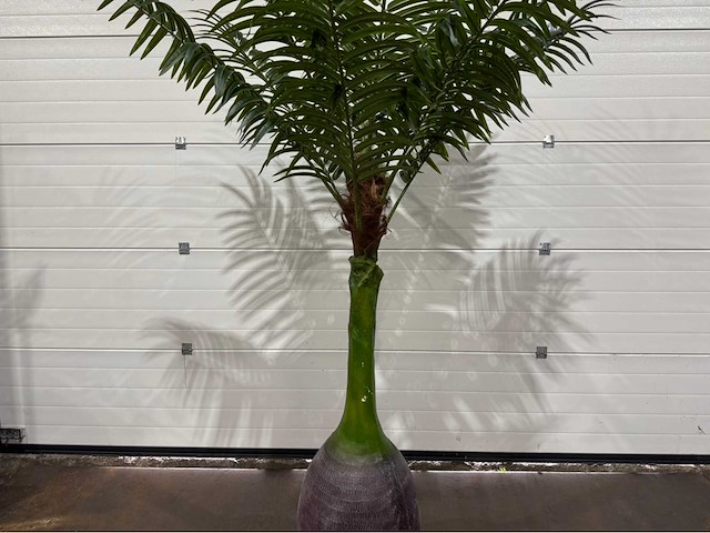 Palmboom - afbeelding 1 van  5