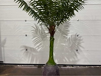 Palmboom - afbeelding 1 van  5