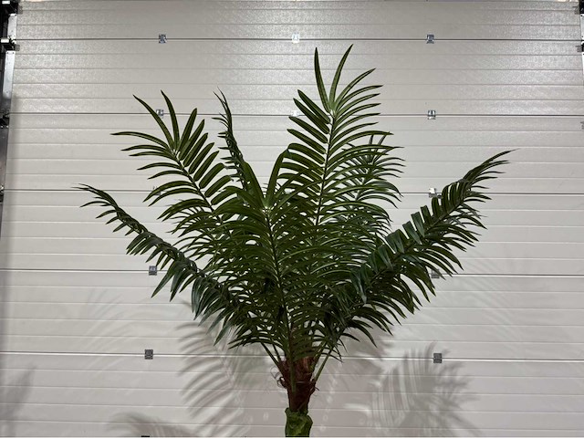 Palmboom - afbeelding 2 van  5