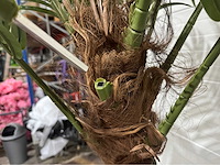 Palmboom - afbeelding 5 van  5