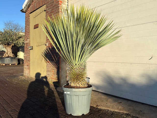 Palmlelie l - yucca rostrata - hoogte ca. 120 cm - afbeelding 2 van  4