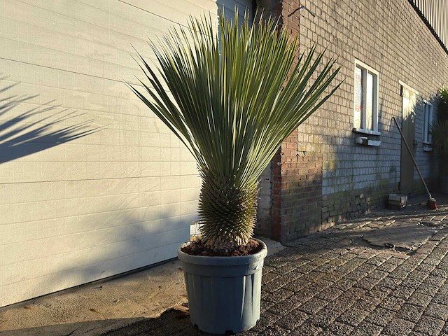 Palmlelie l - yucca rostrata - hoogte ca. 120 cm - afbeelding 3 van  4