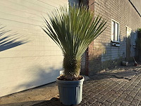 Palmlelie l - yucca rostrata - hoogte ca. 120 cm - afbeelding 3 van  4