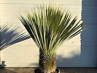 Palmlelie l - yucca rostrata - hoogte ca. 120 cm - afbeelding 4 van  4