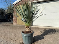 Palmlelie l - yucca rostrata - hoogte ca. 140 cm - afbeelding 1 van  5