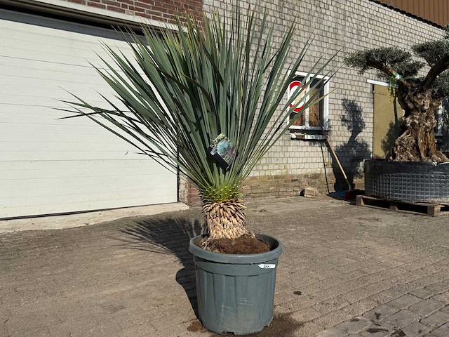 Palmlelie l - yucca rostrata - hoogte ca. 140 cm - afbeelding 2 van  5