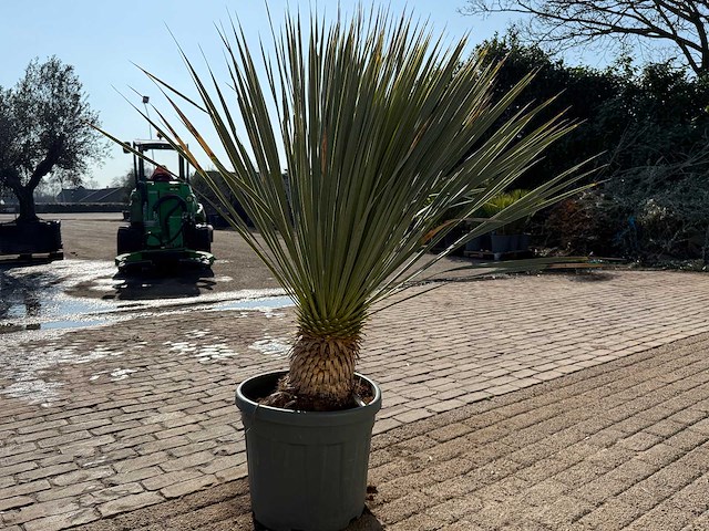 Palmlelie l - yucca rostrata - hoogte ca. 140 cm - afbeelding 4 van  5