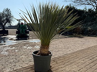 Palmlelie l - yucca rostrata - hoogte ca. 140 cm - afbeelding 4 van  5
