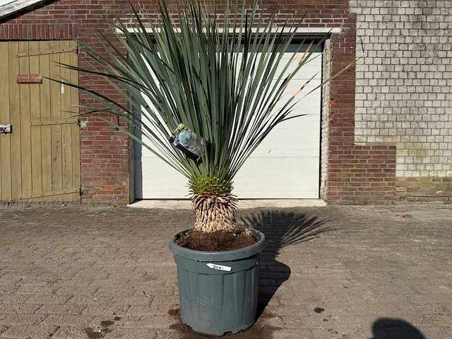 Palmlelie l - yucca rostrata - hoogte ca. 150 cm - afbeelding 1 van  4