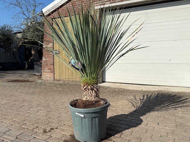 Palmlelie l - yucca rostrata - hoogte ca. 150 cm - afbeelding 2 van  4