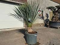Palmlelie l - yucca rostrata - hoogte ca. 150 cm - afbeelding 3 van  4