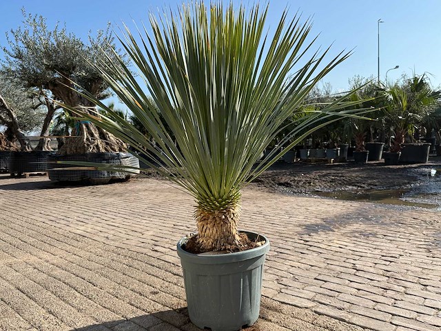 Palmlelie l - yucca rostrata - hoogte ca. 150 cm - afbeelding 4 van  4