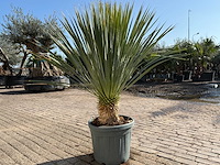 Palmlelie l - yucca rostrata - hoogte ca. 150 cm - afbeelding 4 van  4