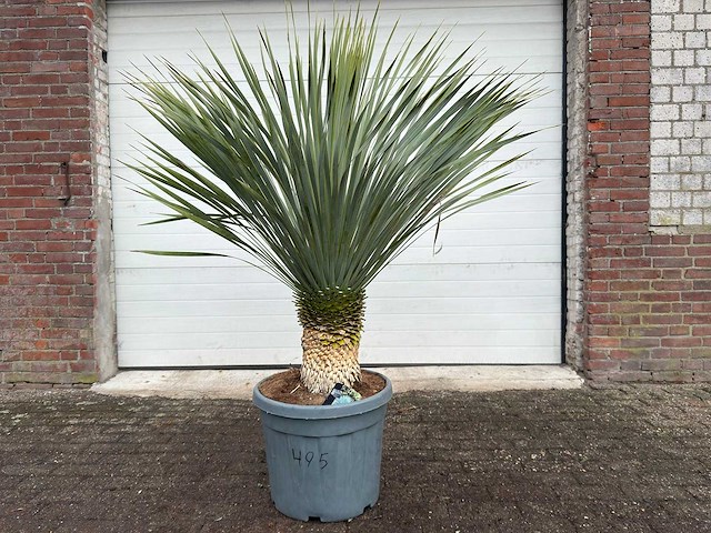 Palmlelie l - yucca rostrata - hoogte ca. 160 cm - afbeelding 1 van  3