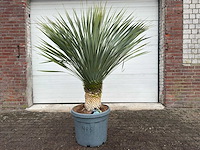 Palmlelie l - yucca rostrata - hoogte ca. 160 cm - afbeelding 1 van  3