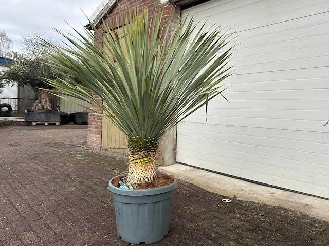Palmlelie l - yucca rostrata - hoogte ca. 160 cm - afbeelding 2 van  3