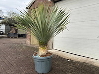 Palmlelie l - yucca rostrata - hoogte ca. 160 cm - afbeelding 2 van  3