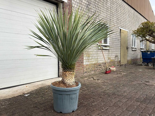 Palmlelie l - yucca rostrata - hoogte ca. 160 cm - afbeelding 3 van  3