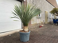 Palmlelie l - yucca rostrata - hoogte ca. 160 cm - afbeelding 3 van  3