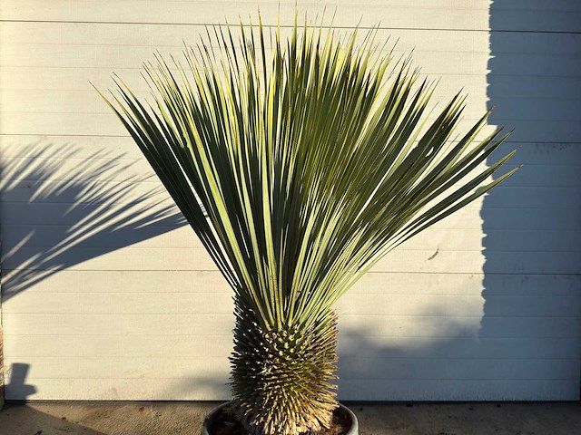 Palmlelie m - yucca rostrata - hoogte ca. 130 cm - afbeelding 3 van  3