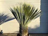 Palmlelie m - yucca rostrata - hoogte ca. 130 cm - afbeelding 3 van  3