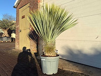 Palmlelie m - yucca rostrata - hoogte ca. 130 cm - afbeelding 2 van  3