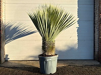 Palmlelie m - yucca rostrata - hoogte ca. 130 cm - afbeelding 1 van  4