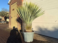 Palmlelie m - yucca rostrata - hoogte ca. 130 cm - afbeelding 1 van  1