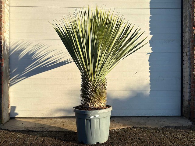 Palmlelie m - yucca rostrata - hoogte ca. 130 cm - afbeelding 1 van  4