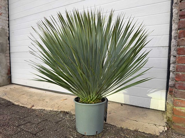 Palmlelie s - yucca rostrata - hoogte ca. 40 cm - afbeelding 2 van  4
