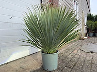 Palmlelie s - yucca rostrata - hoogte ca. 60 cm - afbeelding 3 van  4
