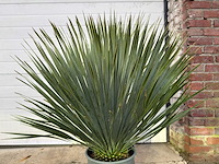 Palmlelie s - yucca rostrata - hoogte ca. 60 cm - afbeelding 4 van  4