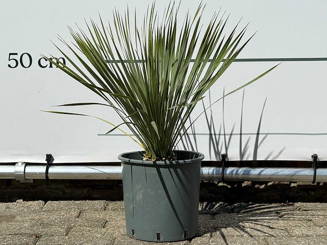 Palmlelie s - yucca rostrata - hoogte ca. 60 cm - afbeelding 1 van  4