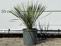 Palmlelie s - yucca rostrata - hoogte ca. 60 cm - afbeelding 1 van  4