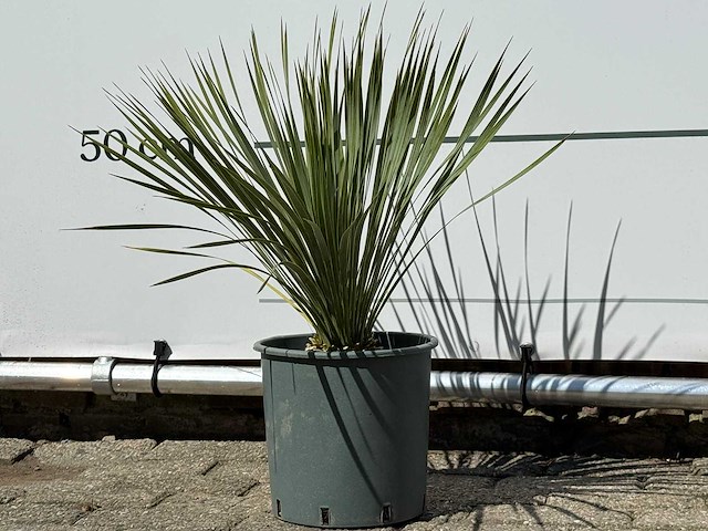 Palmlelie s - yucca rostrata - hoogte ca. 60 cm - afbeelding 2 van  4