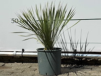 Palmlelie s - yucca rostrata - hoogte ca. 60 cm - afbeelding 2 van  4