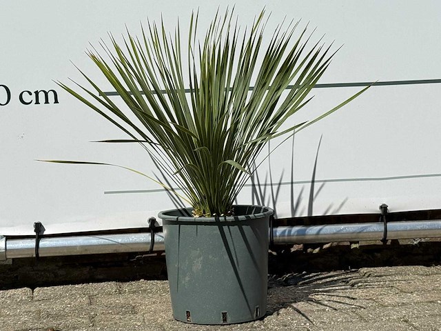 Palmlelie s - yucca rostrata - hoogte ca. 60 cm - afbeelding 3 van  4