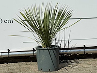 Palmlelie s - yucca rostrata - hoogte ca. 60 cm - afbeelding 3 van  4