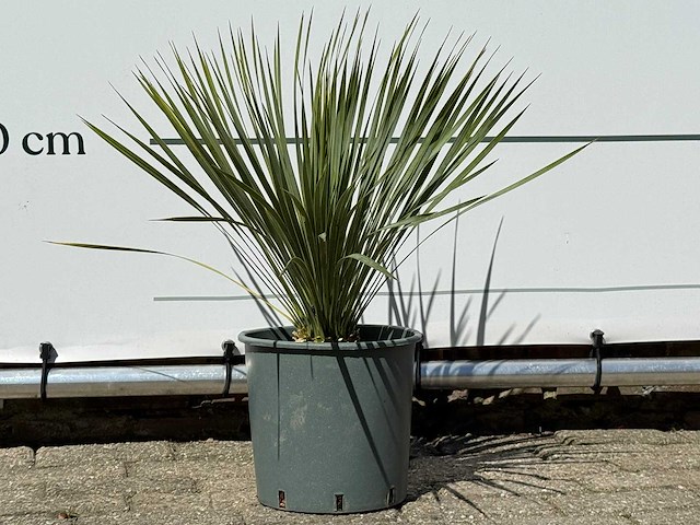 Palmlelie s - yucca rostrata - hoogte ca. 60 cm - afbeelding 4 van  4