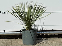 Palmlelie s - yucca rostrata - hoogte ca. 60 cm - afbeelding 4 van  4