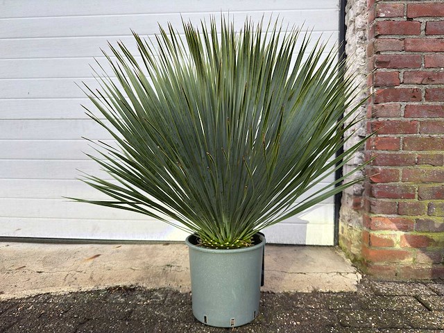 Palmlelie s - yucca rostrata - hoogte ca. 70 cm - afbeelding 1 van  4