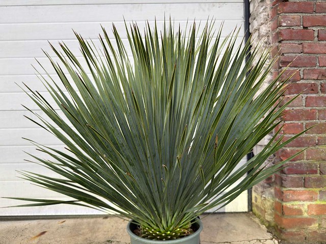 Palmlelie s - yucca rostrata - hoogte ca. 70 cm - afbeelding 4 van  4